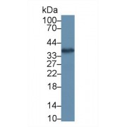 Western blot analysis of Human HeLa cell lysate, using Human AIMP1 Antibody (1 µg/ml) and HRP-conjugated Goat Anti-Rabbit antibody (<a href="https://www.abbexa.com/index.php?route=product/search&amp;search=abx400043" target="_blank">abx400043</a>, 0.2 µg/ml).