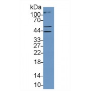 Western blot analysis of Human A549 cell lysate, using Human MYCL1 Antibody (1 µg/ml) and HRP-conjugated Goat Anti-Rabbit antibody (<a href="https://www.abbexa.com/index.php?route=product/search&amp;search=abx400043" target="_blank">abx400043</a>, 0.2 µg/ml).