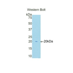 V-Myc Myelocytomatosis Viral Oncogene Homolog 1, Lung Carcinoma Derived (MYCL1) Antibody