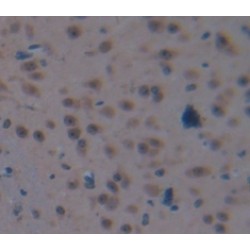 V-Myc Myelocytomatosis Viral Oncogene Homolog 1, Lung Carcinoma Derived (MYCL1) Antibody