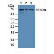 Western blot analysis of (1) Mouse Brain Tissue, (2) Mouse Large Intestine Tissue and (3) Human HeLa cells.