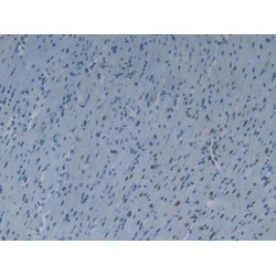 KH Domain Containing, RNA Binding, Signal Transduction Associated Protein 1 (KHDRBS1) Antibody