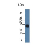 WB analysis of Chicken skin lysate using Myoglobin (MB) Antibody (1 µg/ml) and HRP-conjugated Goat Anti-Rabbit antibody (<a href="https://www.abbexa.com/index.php?route=product/search&amp;search=abx400043" target="_blank">abx400043</a>, 0.2 µg/ml).
