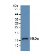 Western blot analysis of recombinant Chicken PCT.