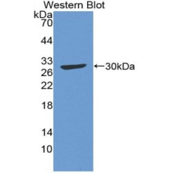 Complement C4 (C4) Antibody