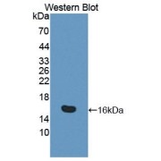 abx104793