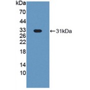 Western blot analysis of recombinant Cow HABP1.