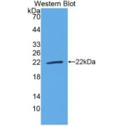 abx104820