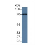 Western blot analysis of Cow Cerebrum lysate, using Cow NT5E Antibody (3 µg/ml) and HRP-conjugated Goat Anti-Rabbit antibody (<a href="https://www.abbexa.com/index.php?route=product/search&amp;search=abx400043" target="_blank">abx400043</a>, 0.2 µg/ml).