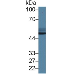 Antithrombin-III (SERPINC1) Antibody