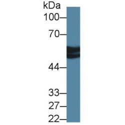 Antithrombin-III (SERPINC1) Antibody