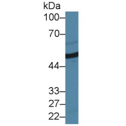 Antithrombin-III (SERPINC1) Antibody