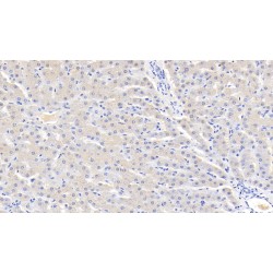 Antithrombin-III (SERPINC1) Antibody