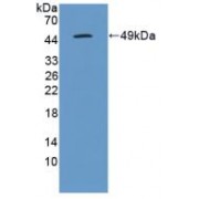 Western blot analysis of recombinant Dog IL10.