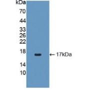 Western blot analysis of recombinant Dog IL4.