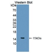 Western blot analysis of the recombinant protein.