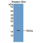 Western blot analysis of the recombinant protein.