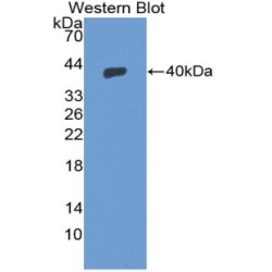 Stromal Cell-Derived Factor 1 / SDF1 (CXCL12) Antibody