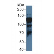 Western blot analysis of Human HepG2 cell lysate, using Human ILF3 Antibody (1 µg/ml) and HRP-conjugated Goat Anti-Rabbit antibody (<a href="https://www.abbexa.com/index.php?route=product/search&amp;search=abx400043" target="_blank">abx400043</a>, 0.2 µg/ml).