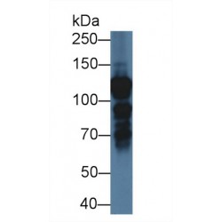 Interleukin Enhancer Binding Factor 3 (ILF3) Antibody