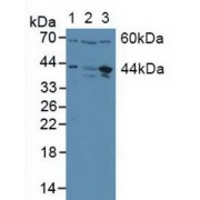 Western blot analysis of (1) Human Placenta Tissue, (2) Human HepG2 Cells and (3) Human U-2 OS Cells.