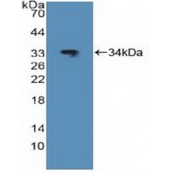 Transcription Factor Jun (Jun) Antibody