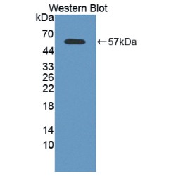 Calpain 2, Large Subunit (CAPN2) Antibody