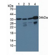 Western blot analysis of (1) Porcine Brain Tissue, (2) Human HepG2 Cells, (3) Human HeLa cells and (4) Human K562 Cells.