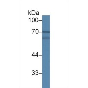 Western blot analysis of Pig Colon lysate, using Human MAPK7 Antibody (1 µg/ml) and HRP-conjugated Goat Anti-Rabbit antibody (<a href="https://www.abbexa.com/index.php?route=product/search&amp;search=abx400043" target="_blank">abx400043</a>, 0.2 µg/ml).