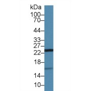 Western blot analysis of Pig Kidney lysate, using Human UCRP Antibody (1 µg/ml) and HRP-conjugated Goat Anti-Rabbit antibody (<a href="https://www.abbexa.com/index.php?route=product/search&amp;search=abx400043" target="_blank">abx400043</a>, 0.2 µg/ml).