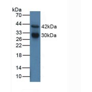 Western blot analysis of Human MCF7 Cells.