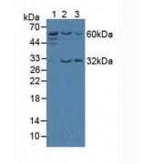 Western blot analysis of (1) Human Jurkat Cells, (2) Human HeLa cells and (3) Human K562 Cells.