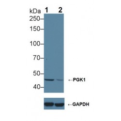 Phosphoglycerate Kinase 1 (PGK1) Antibody