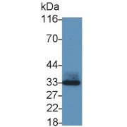Western blot analysis of Mouse Lung lysate, using Rabbit Anti-Human MDM2 Antibody (0.2 µg/ml) and HRP-conjugated Goat Anti-Rabbit antibody (<a href="https://www.abbexa.com/index.php?route=product/search&amp;search=abx400043" target="_blank">abx400043</a>, 0.2 µg/ml).