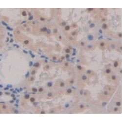 Pygopus Homolog 2 (PYGO2) Antibody