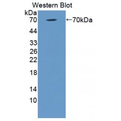 Complement Component 1, Q Receptor (C1qR1) Antibody