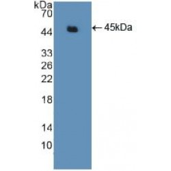 Actin Gamma 2, Smooth Muscle (ACTg2) Antibody