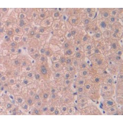 Cytohesin 4 (CYTH4) Antibody