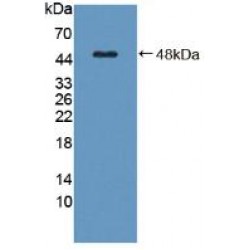 Complement Component 8g (C8g) Antibody