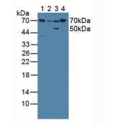 Western blot analysis of (1) Porcine Liver Tissue, (2) Porcine Large Intestine Tissue, (3) Rat Stomach Tissue and (4) Rat Liver Tissue.