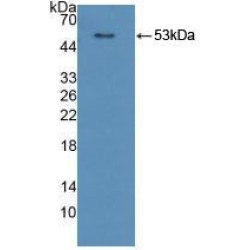 Cytochrome P450 Oxidoreductase (POR) Antibody