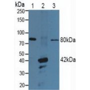 Western blot analysis of (1) Porcine Brain Tissue, (2) Porcine Stomach Tissue and (3) Porcine Heart Tissue.