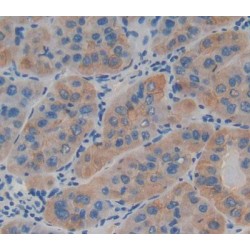 Laminin Beta 4 (LAMb4) Antibody