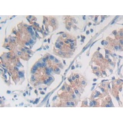 Nesprin 1 / Nesp1 (SYNE1) Antibody