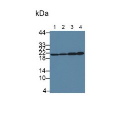 S-Phase Kinase Associated Protein 1 (SKP1) Antibody
