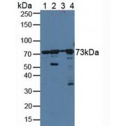 Western blot analysis of (1) Human HeLa cells, (2) Porcine Liver Tissue, (3) Porcine Brain Tissue and (4) Human A431 Cells.