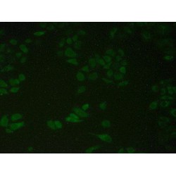 Protein Disulfide Isomerase A4 (PDIA4) Antibody
