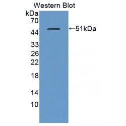 Phospholipase B (PLB1) Antibody