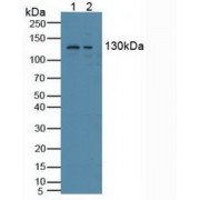Western blot analysis of (1) Human HeLa cells and (2) Human K562 Cells.