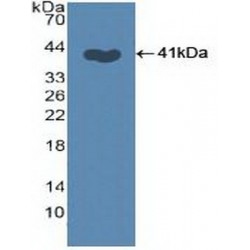 S-Phase Kinase Associated Protein 2 (SKP2) Antibody